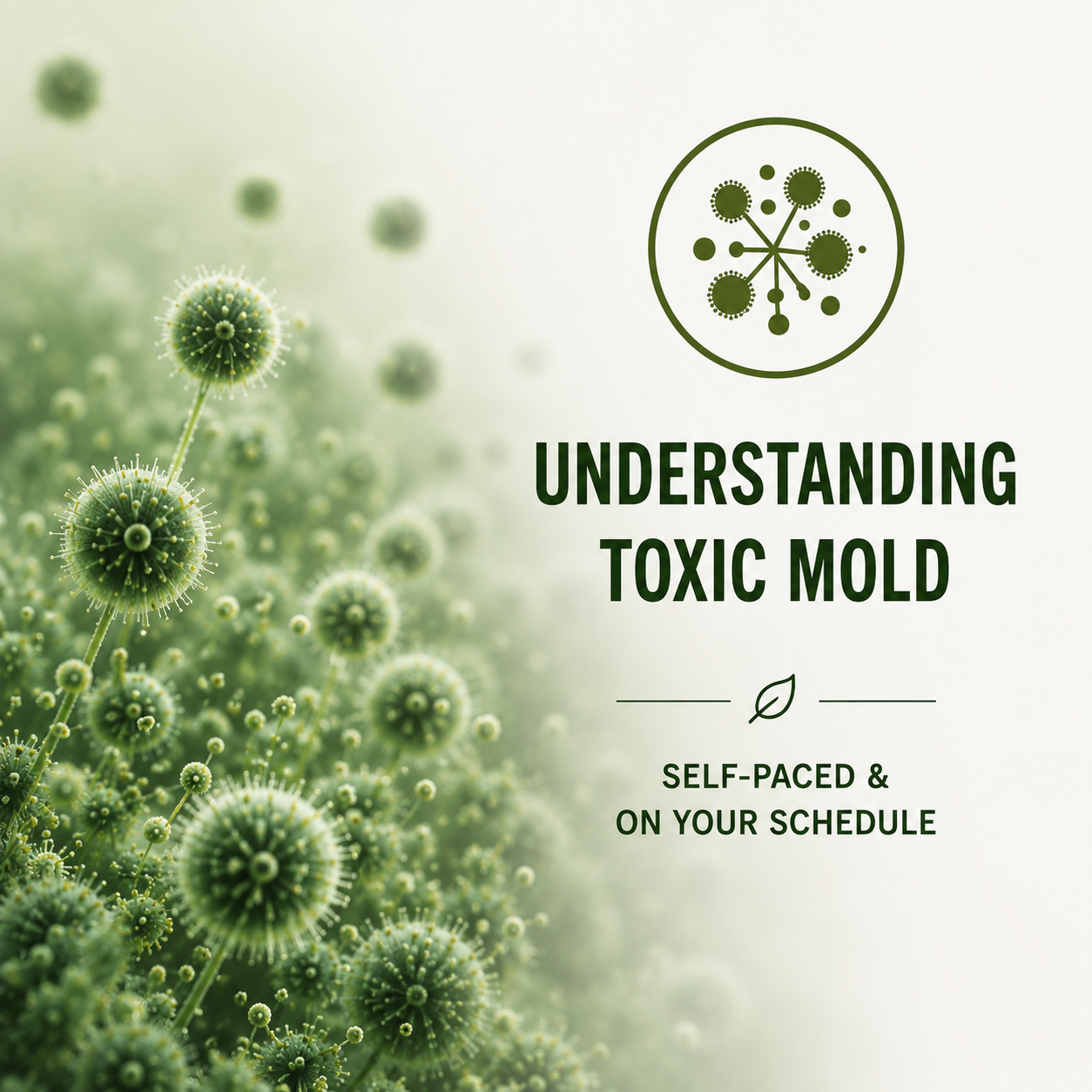 Toxic mold education lesson plan